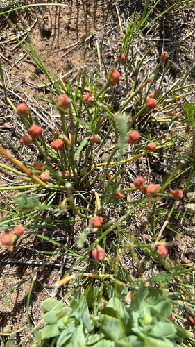 Ephedra monosperma, photograph 1