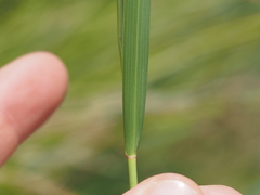 Achnatherum calamagrostis, photograph (c) Louis Aureglia, some rights reserved (CC BY)