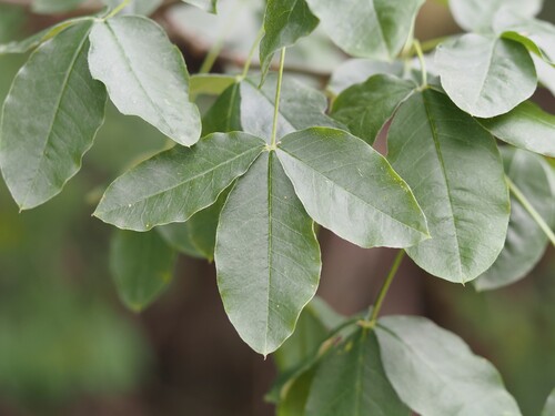 Laburnum alpinum, 2026-07-26
