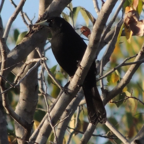 Solitary Cacique (Cacicus solitarius), photo 6