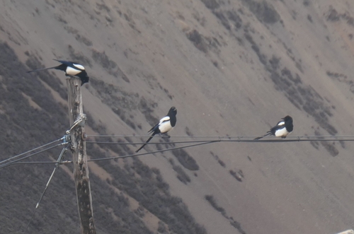 Black-rumped Magpie (Pica bottanensis)