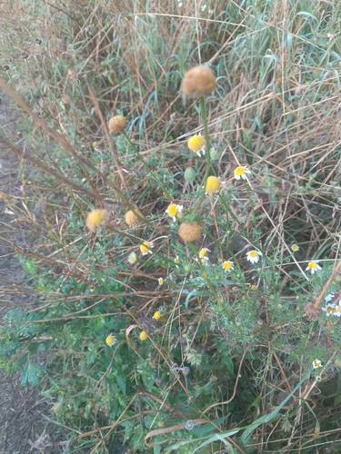 scentless mayweed