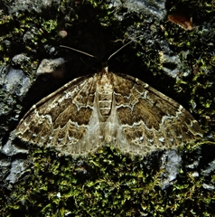 Lampropteryx suffumata