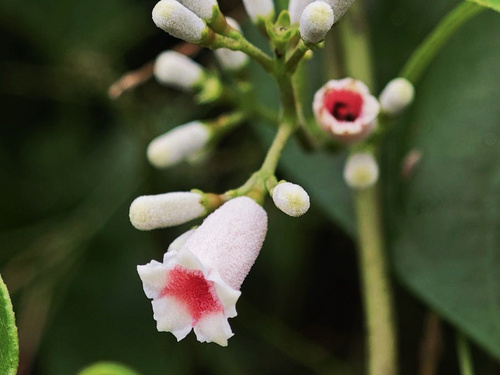 skunk vine