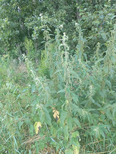 great stinging nettle