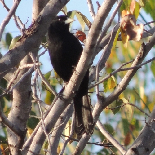 Solitary Cacique (Cacicus solitarius), photo 7