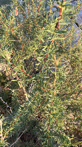 Caragana pygmaea, photograph 1