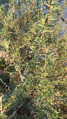 Caragana pygmaea
