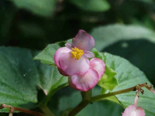 hardy begonia