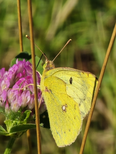 Pale Clouded Yellow