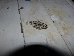 Peribatodes umbraria