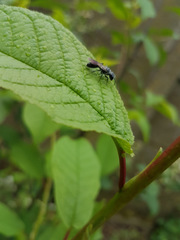 Pemphredonina