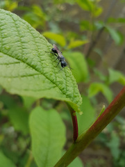 Pemphredonina
