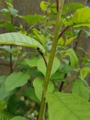 Pemphredonina