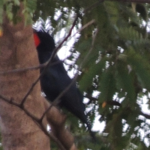 Scarlet-throated Tanager (Compsothraupis loricata), photo 3