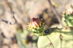 Opuntia comonduensis