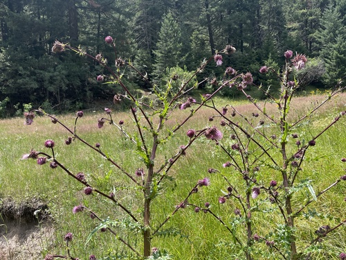 Sacramento Mountains Thistle