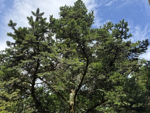 Baishanzu fir
