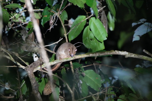 Pseudochirulus canescens, 2026-06-22