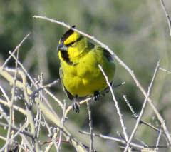 Gubernatrix cristata