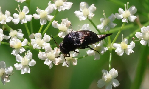 Broad-headed Tumbling Beetle
