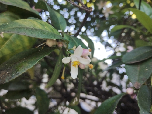 Citrus hystrix