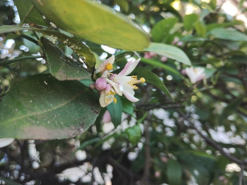 Citrus hystrix