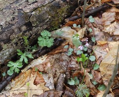 Dicentra canadensis