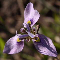 Algoa Bay Moraea (Moraea algoensis)