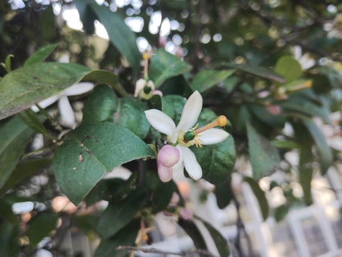 Citrus hystrix