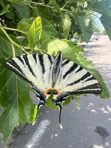Scarce Swallowtail
