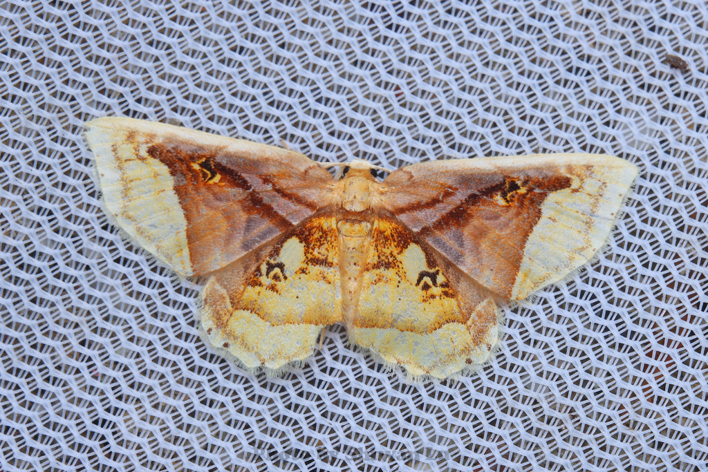 Hydrelia elegans