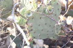 Opuntia comonduensis