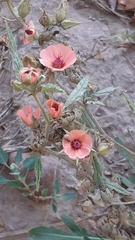 Sphaeralcea miniata