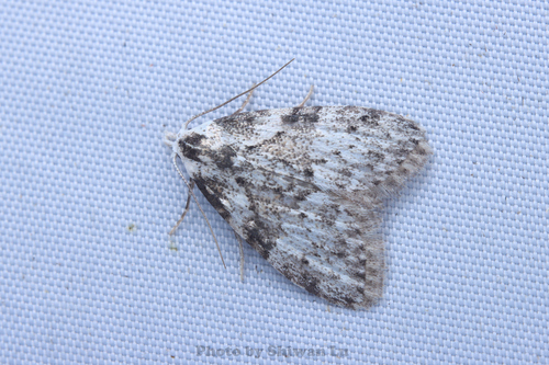 Manoba argentalis