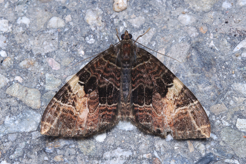 Photoscotosia metachryseis