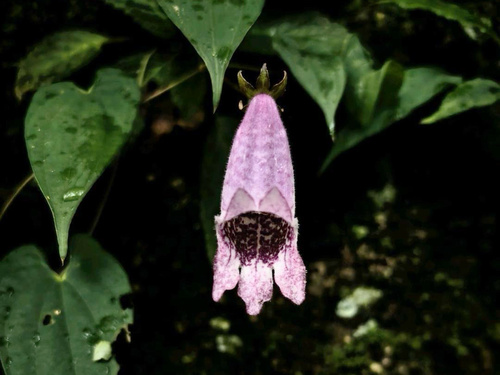 Oreocharis chienii