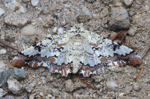 Biston falcata