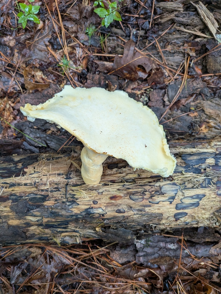 Lynx Paw Oyster · August 2026 · photo: Photo: (c) stephen, some rights reserved (CC BY) · iNaturalist