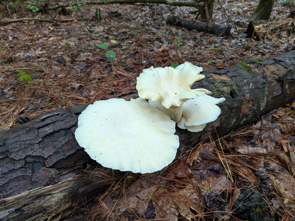 Lynx Paw Oyster · August 2026 · photo: Photo: (c) stephen, some rights reserved (CC BY) · iNaturalist