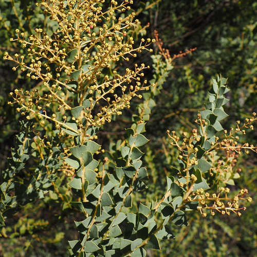 Acacia pravissima
