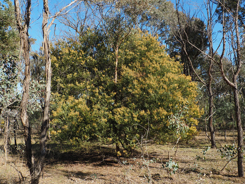 Acacia pravissima, photograph 1