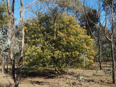 Acacia pravissima, photograph author not stated, no rights reserved
