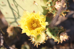 Opuntia comonduensis
