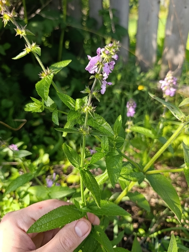Marsh Woundwort