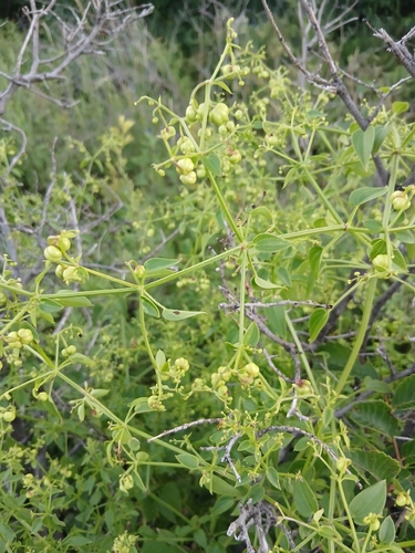 Rubia cordifolia, photograph 6