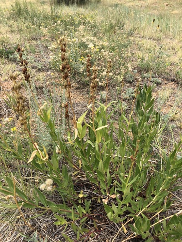 Penstemon venustus, photograph 1