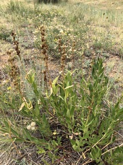 Penstemon venustus