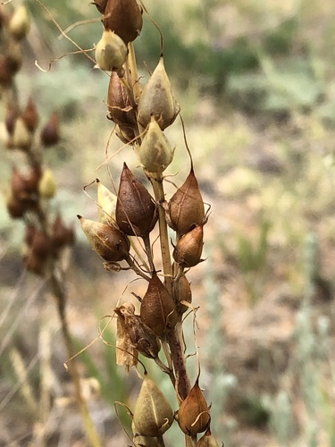 Penstemon venustus, photograph 3