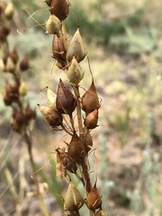 Penstemon venustus, photograph (c) Jared Shorma, some rights reserved (CC BY)